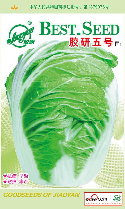 胶研五号F1——夏播白菜